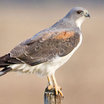 White-tailed Hawk